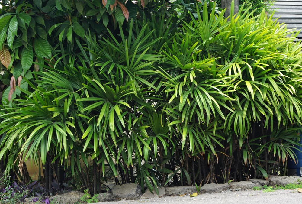 lady-palm