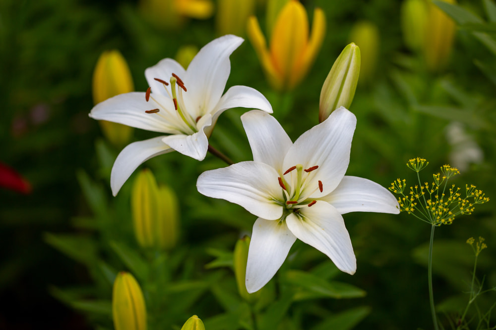 lily