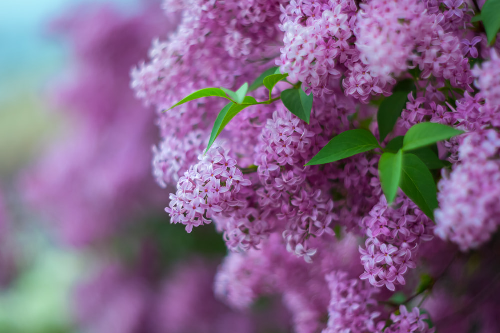 lilac