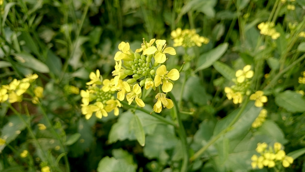 mustard
