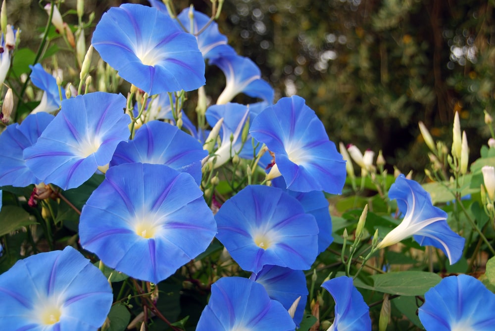 morning-glory
