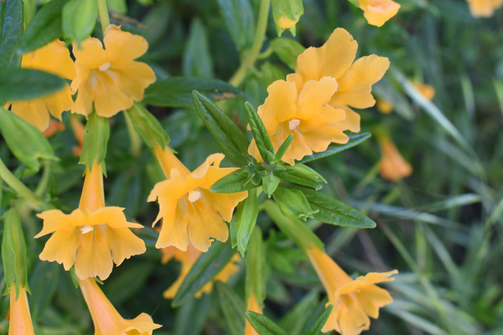 monkey-flower