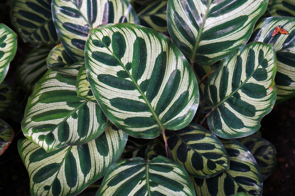 maranta