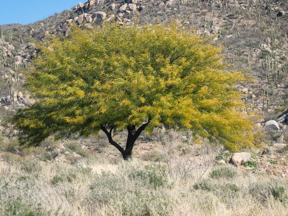 mesquite-tree