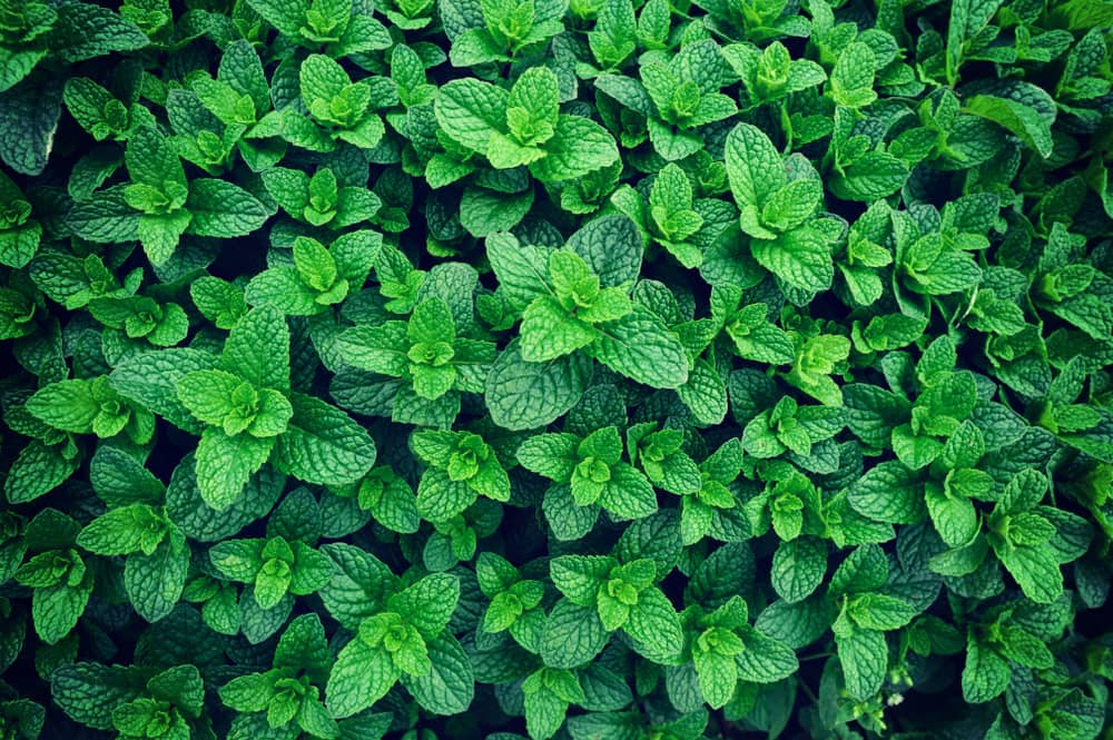 mint