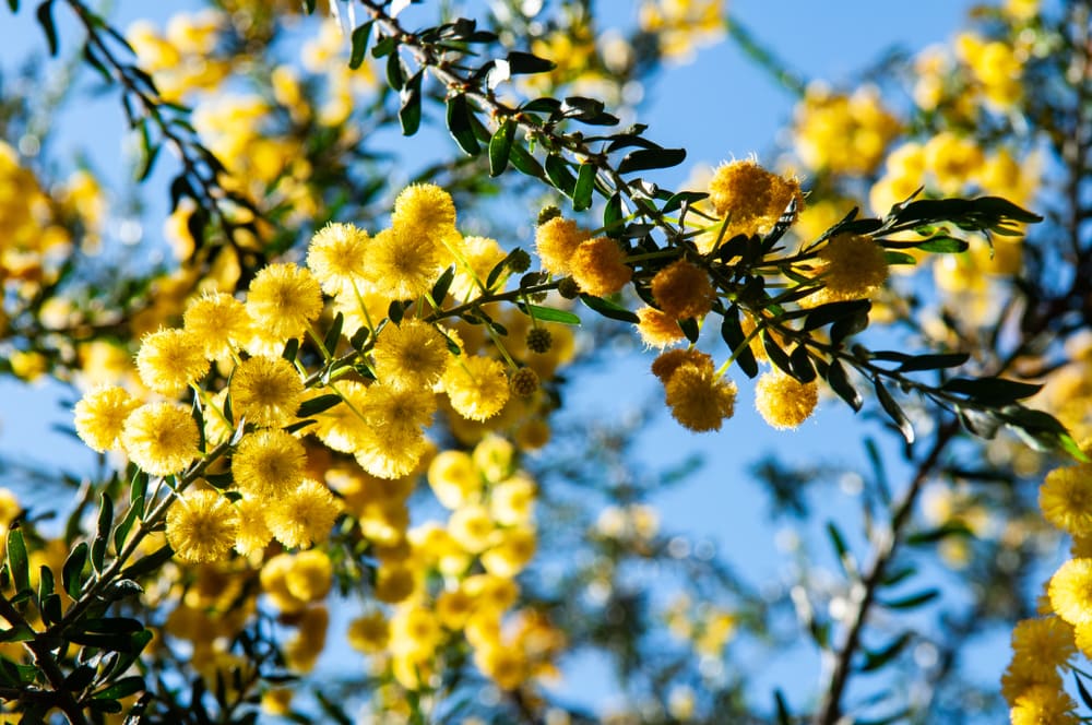 mimosa