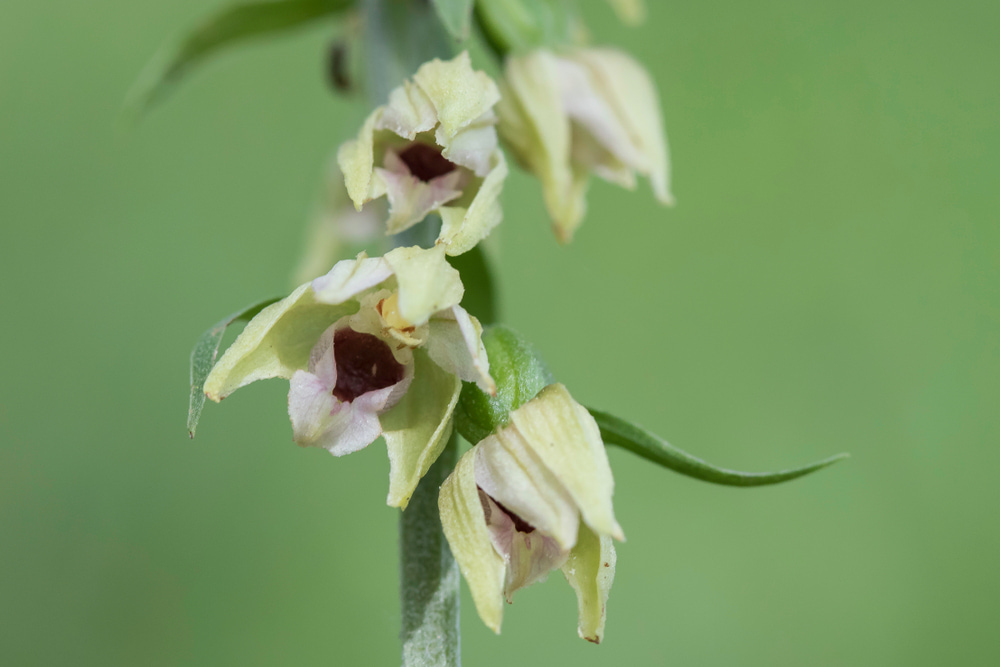 narrow-lipped-helleborine