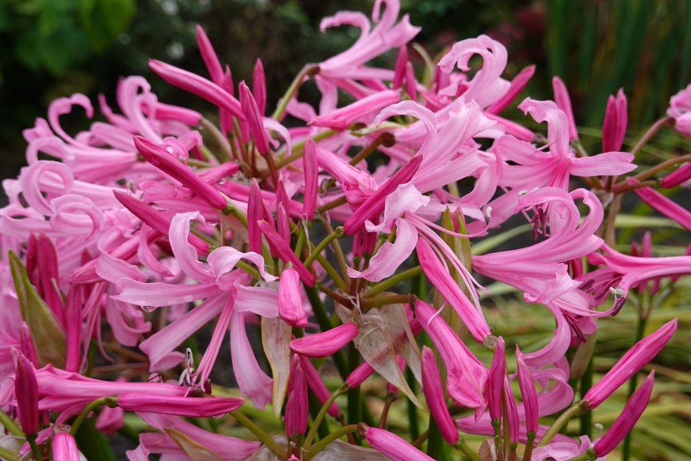 nerine