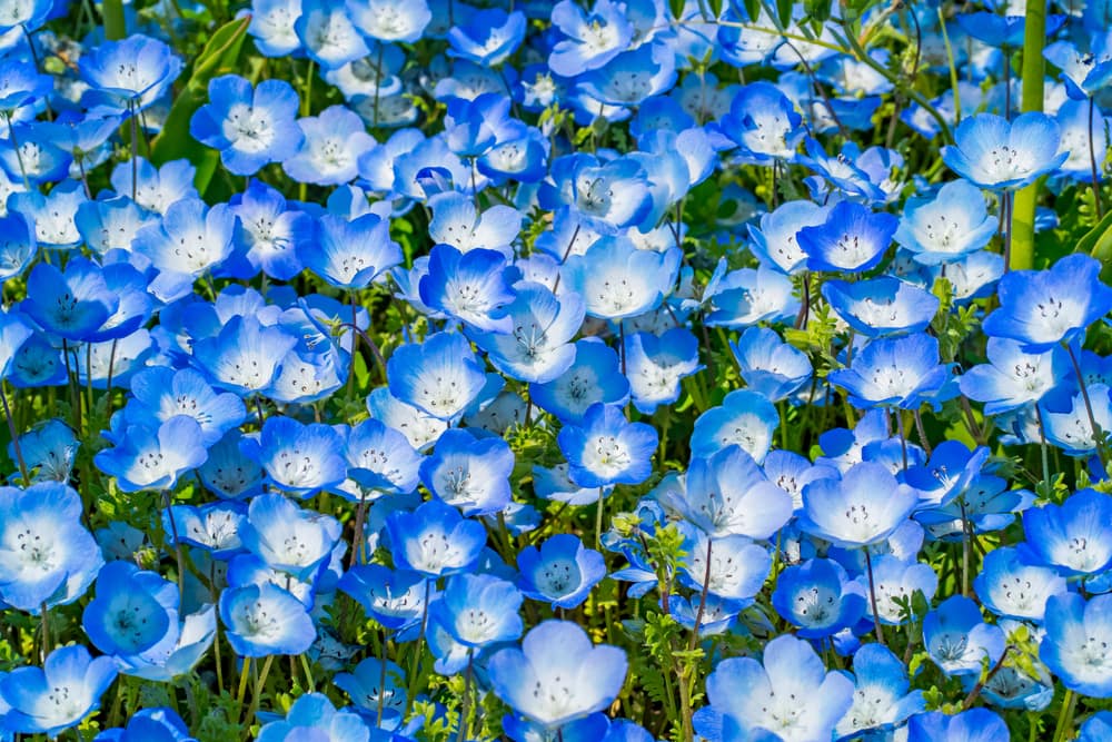nemophila