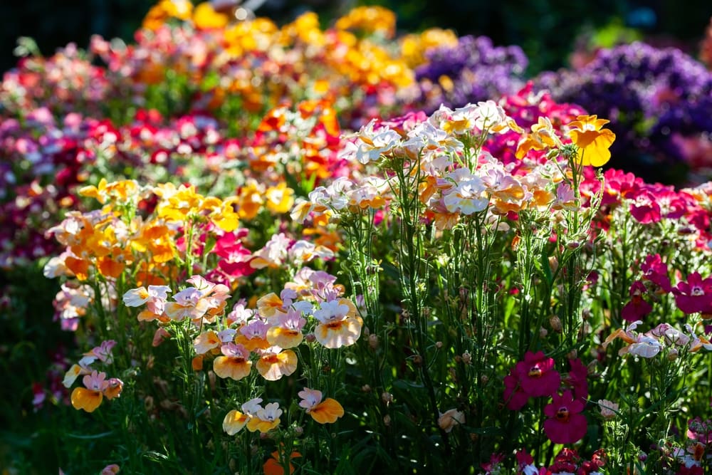 nemesia