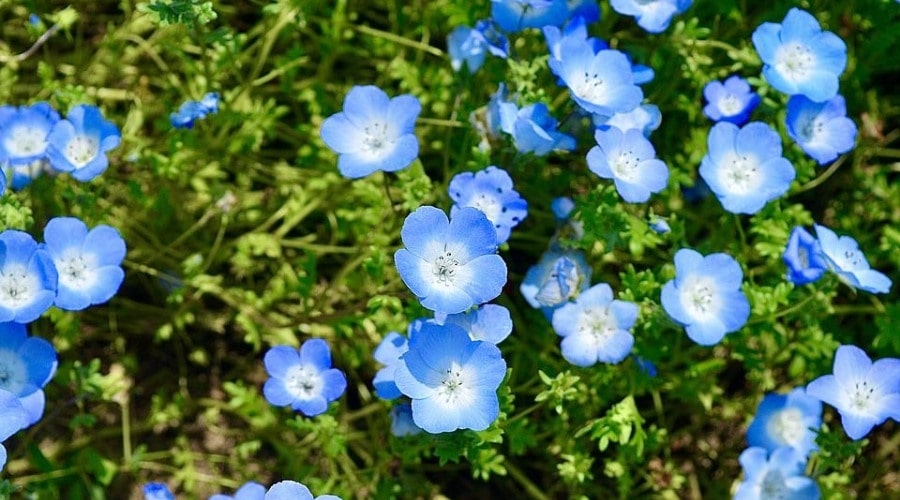 plants starting with n