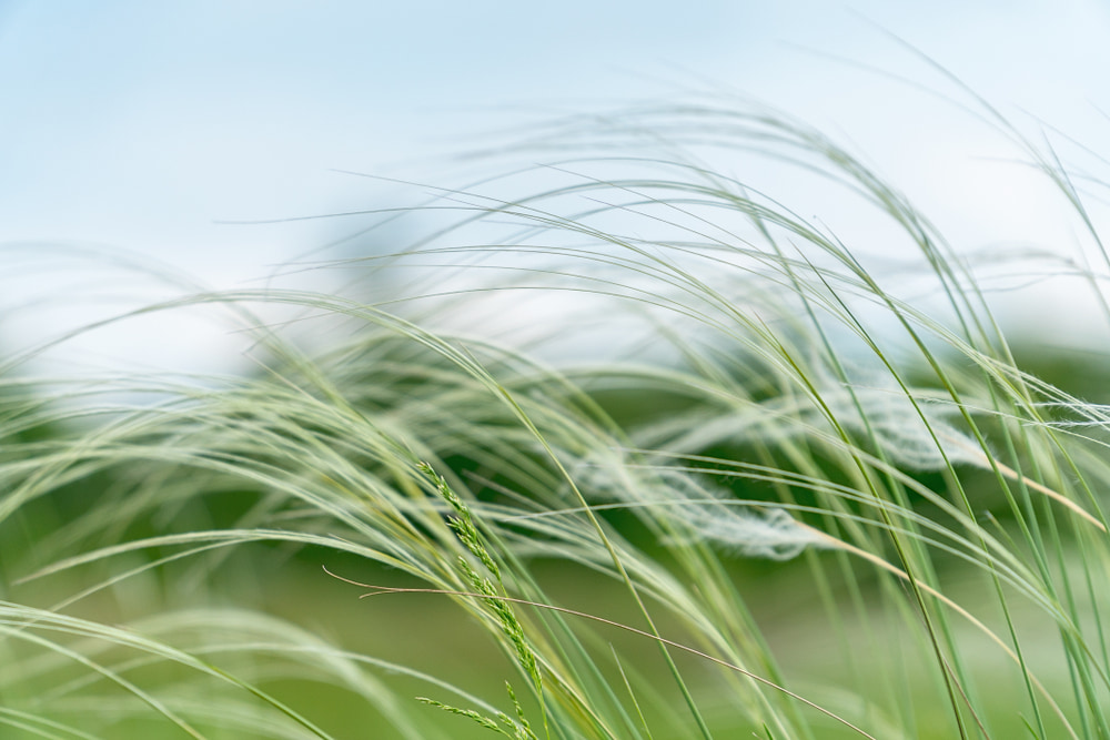 needle-grass