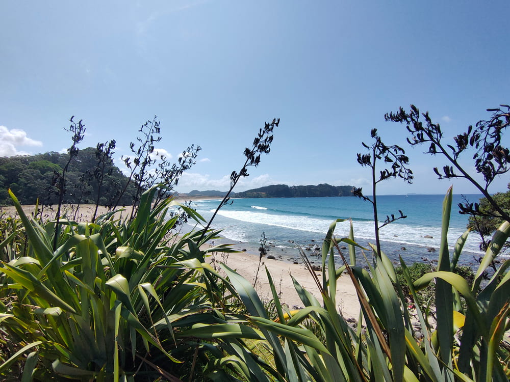 new-zealand-flax