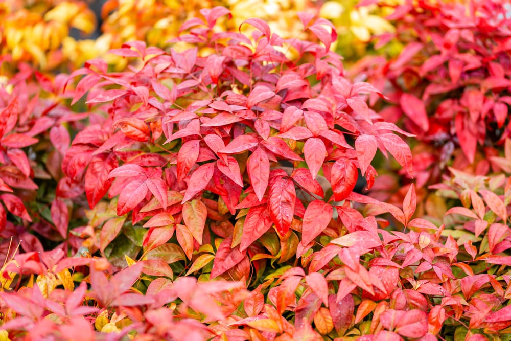 nandina