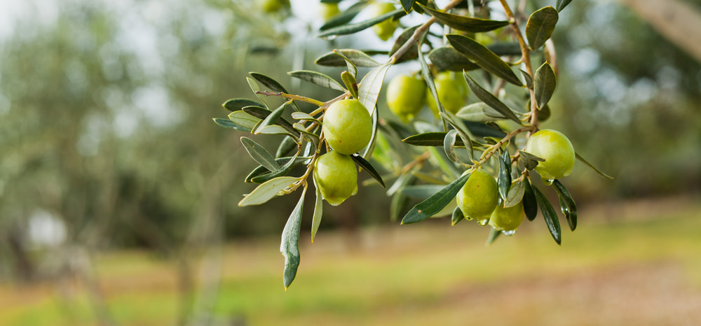 olive-tree