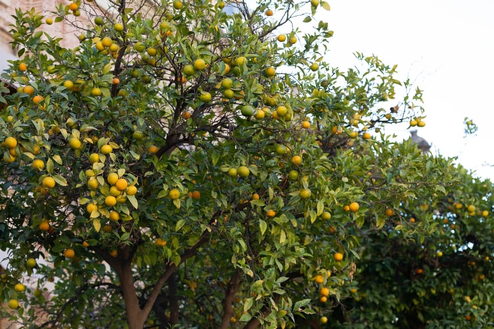 osage-orange