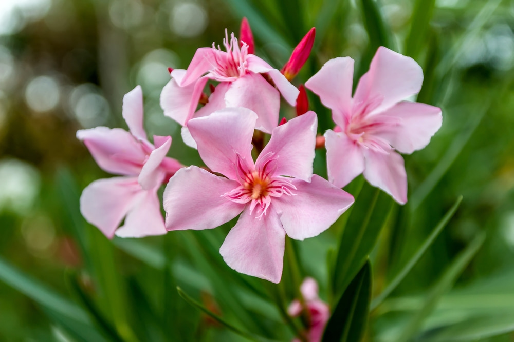 orchid-2