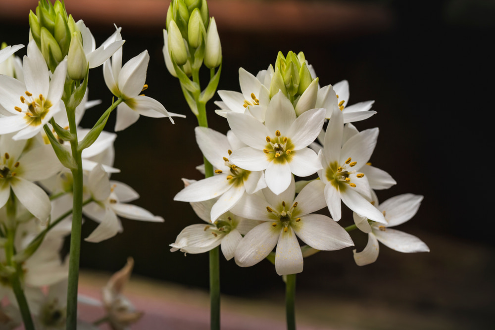 ornithogalum