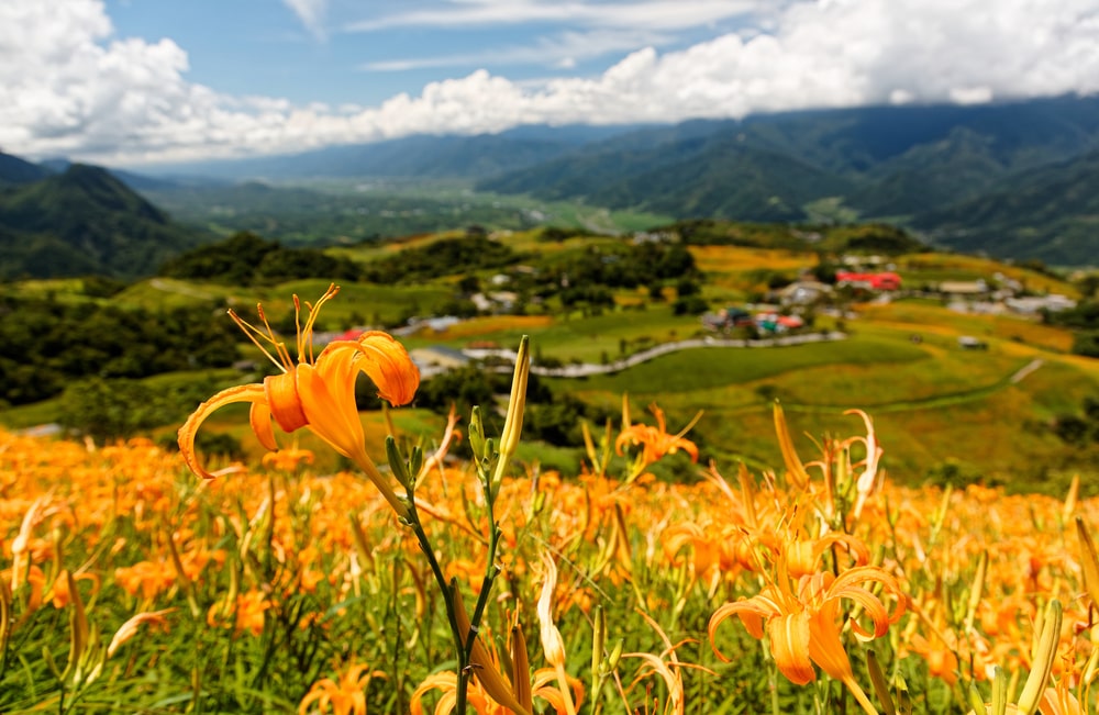 orange-daylily