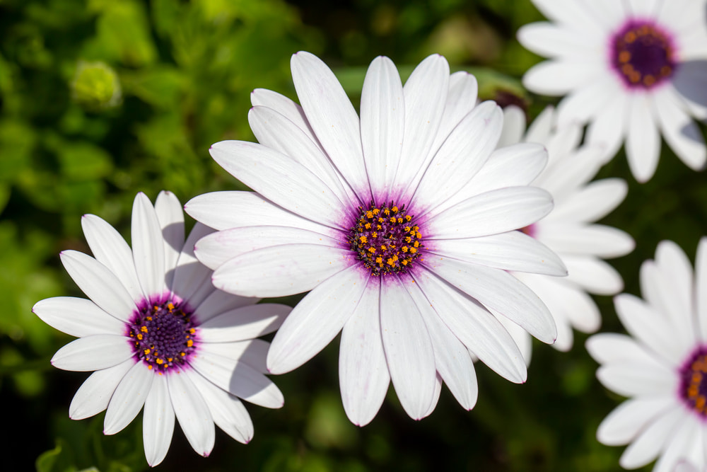 osteospermum