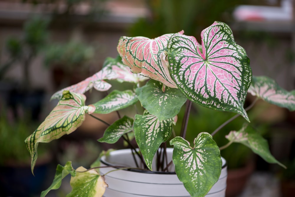 caladium