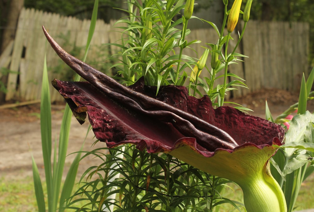 dragon-lily