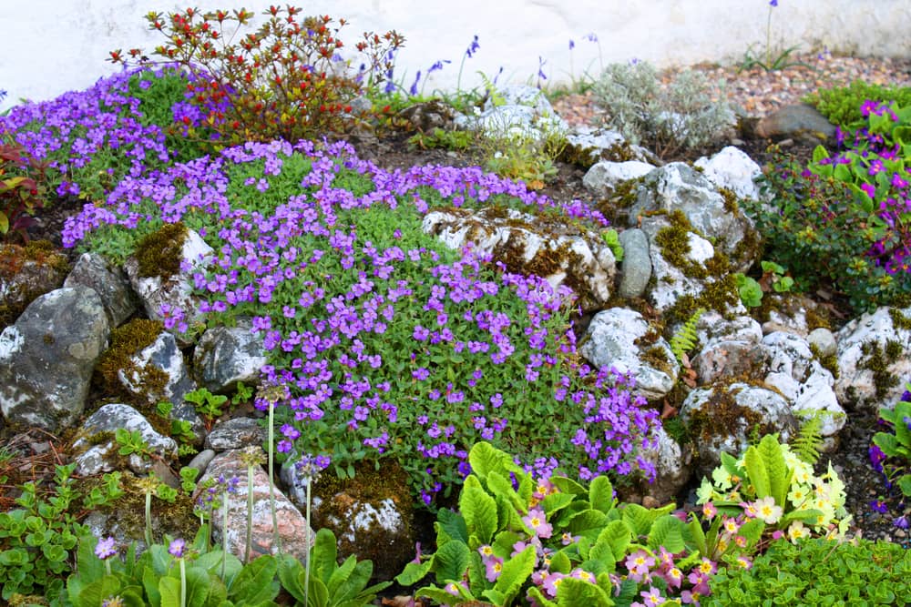 alpine-rock-garden