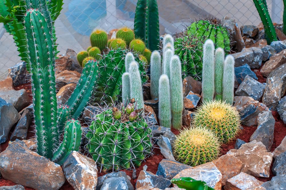 rock-garden-with-cactus-plants