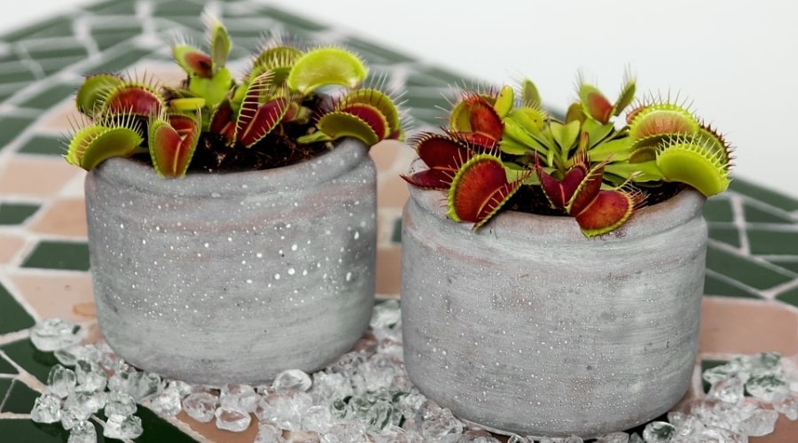 why is my venus flytrap turning yellow