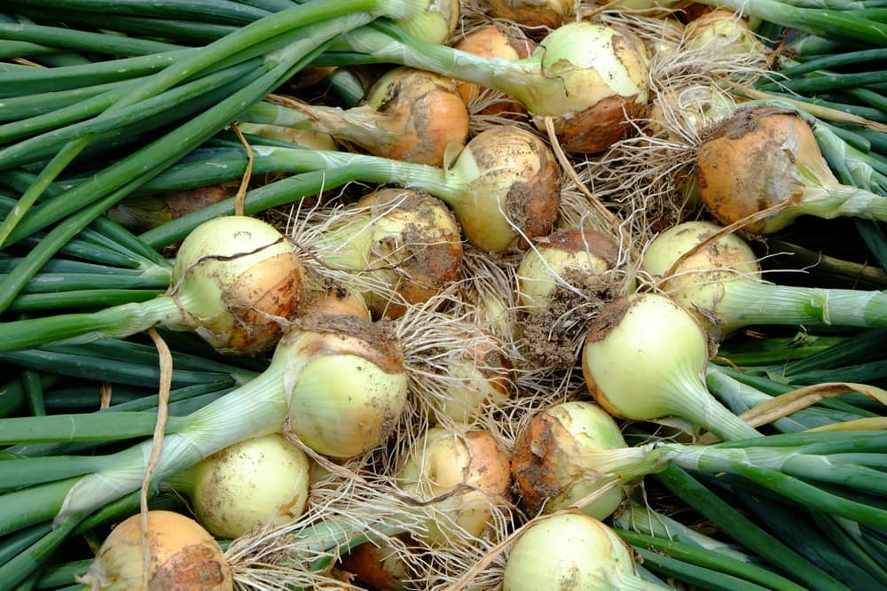 saving onion seeds