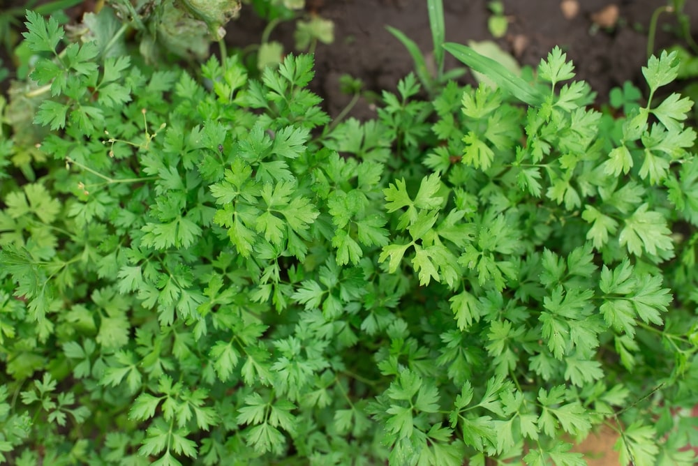what is parsley