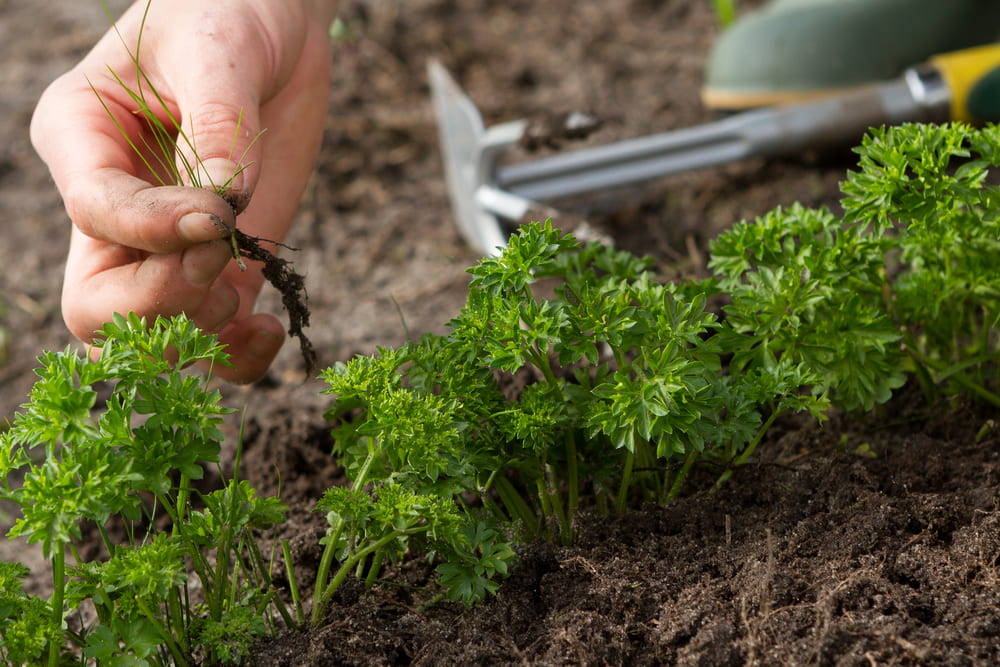 growing parsley indoors