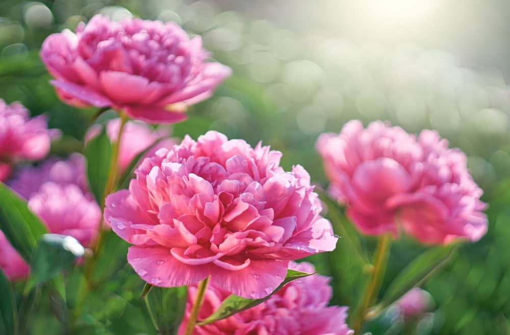 peony