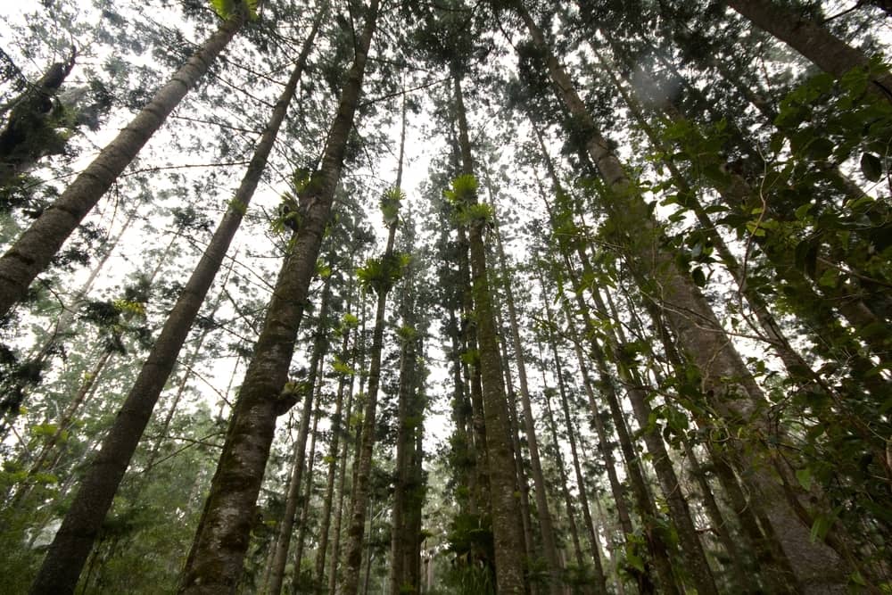 queensland kauri pine
