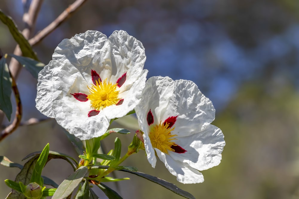 rock rose