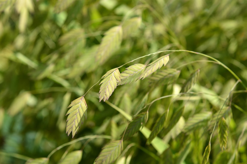 river oats