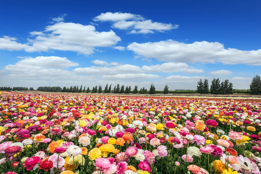 ranunculus flower