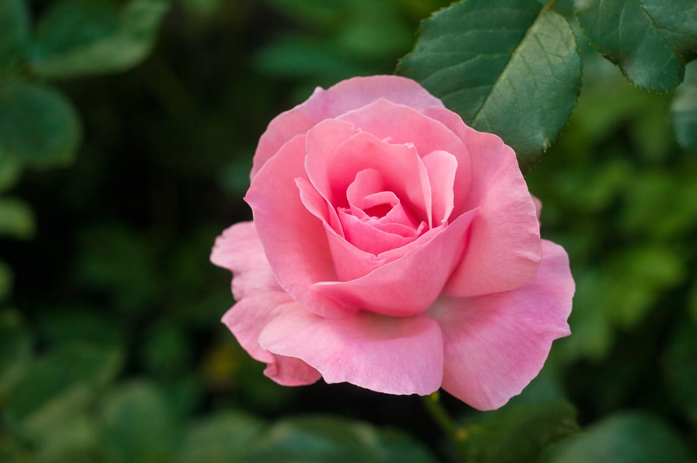 rose