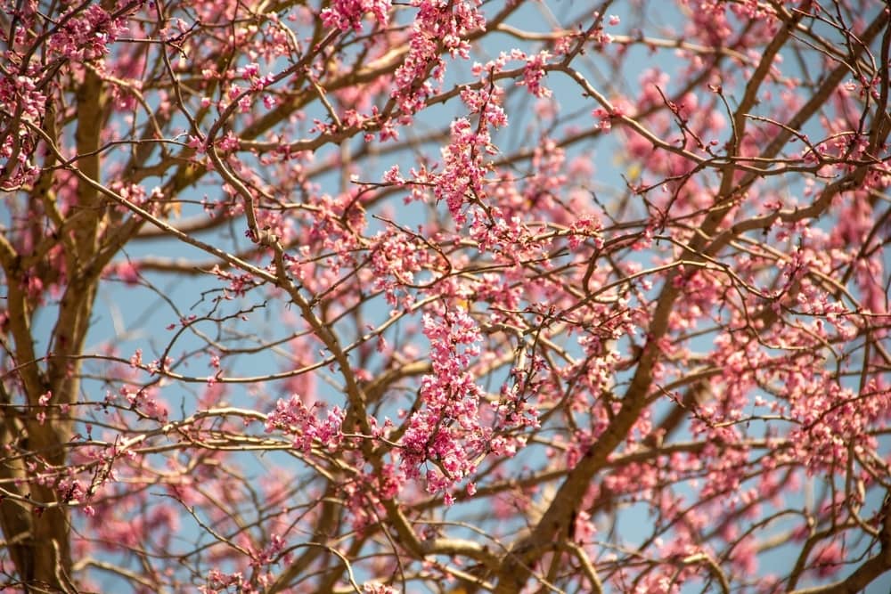 redbud