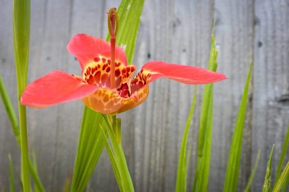 tiger flower