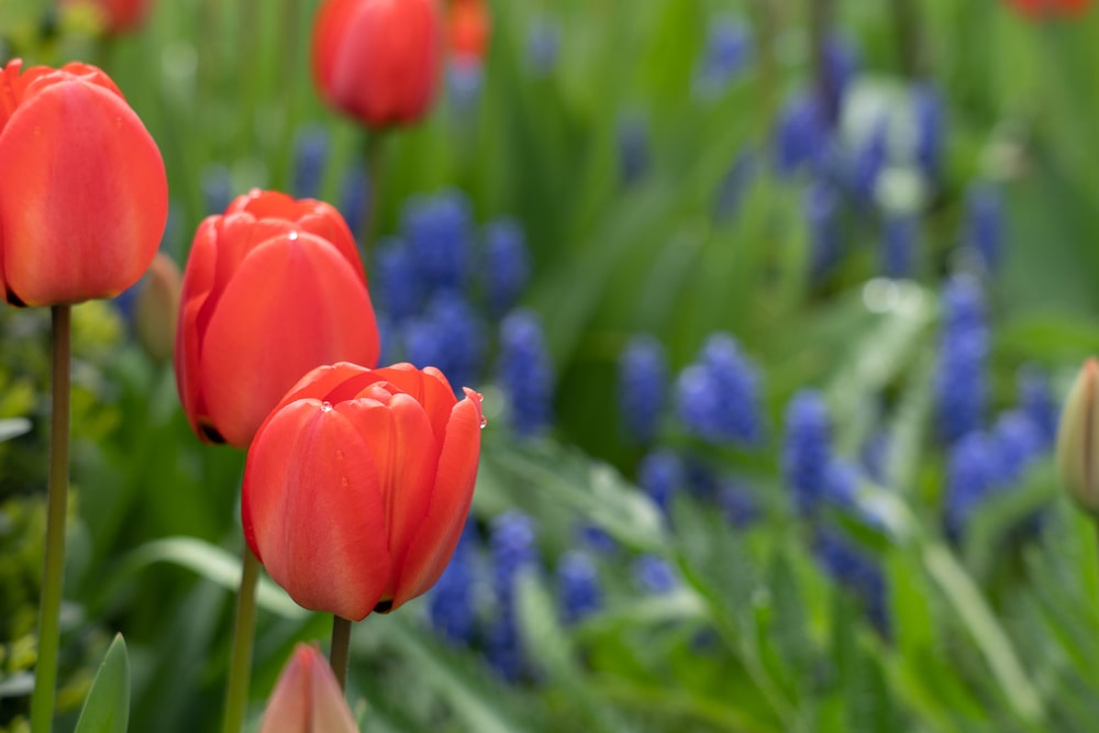 tulip
