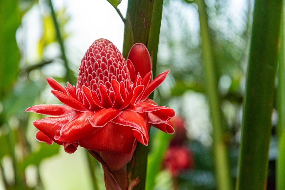 torch ginger