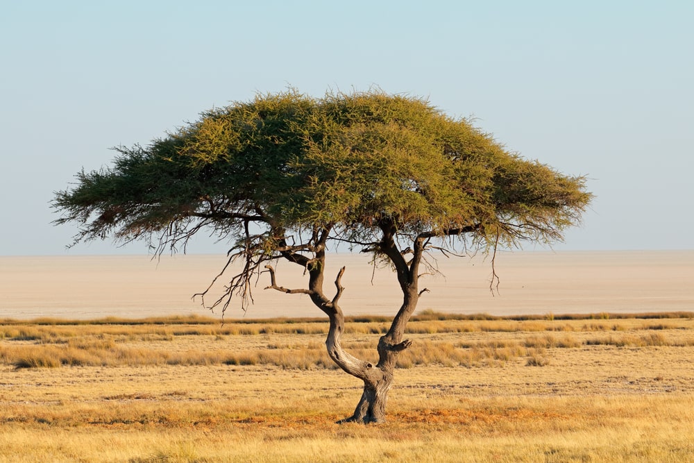 thorn tree