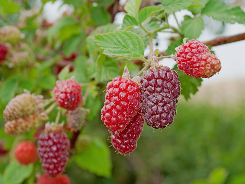 tayberry