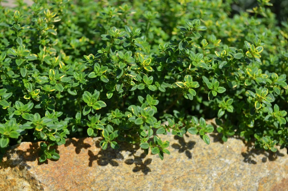 thyme