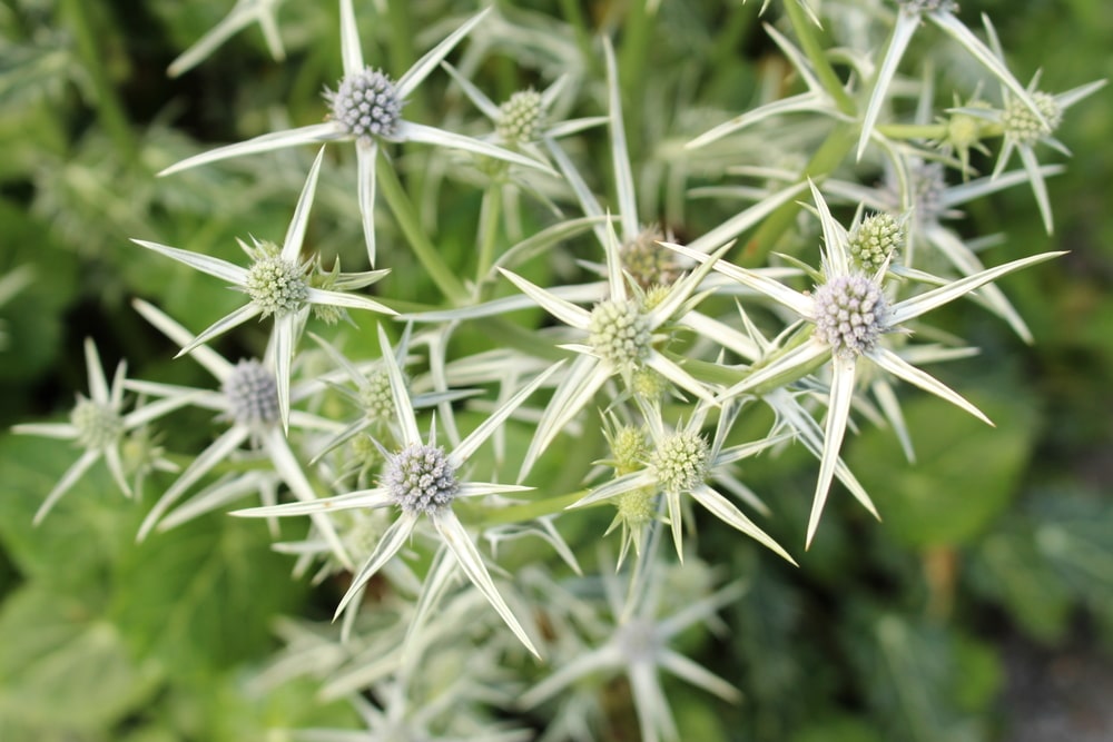 variable-leaved sea holly