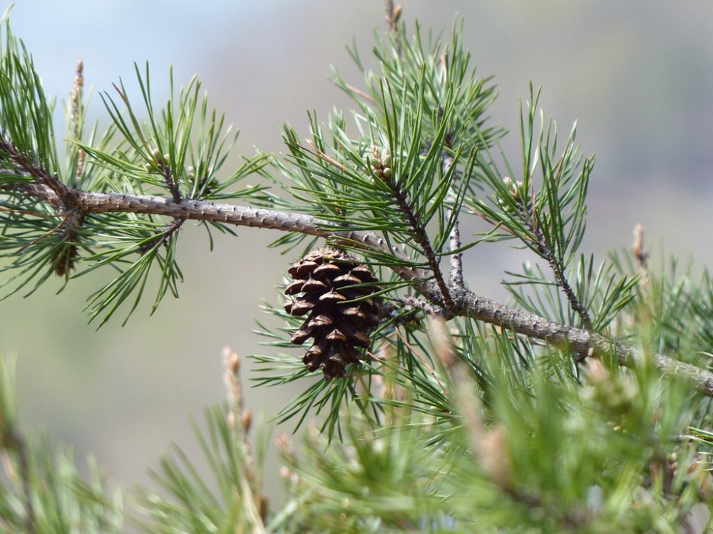 virginia pine