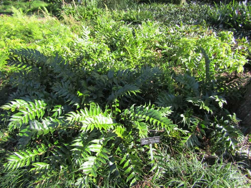 variegated indian holly fern