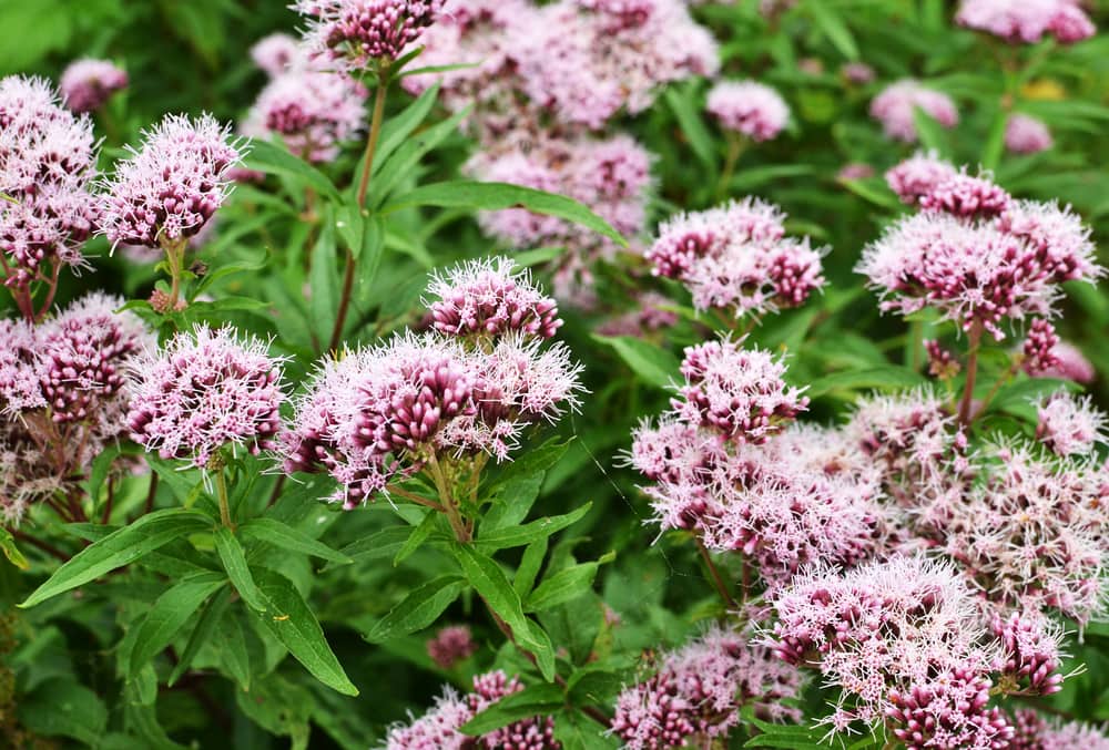 valerian