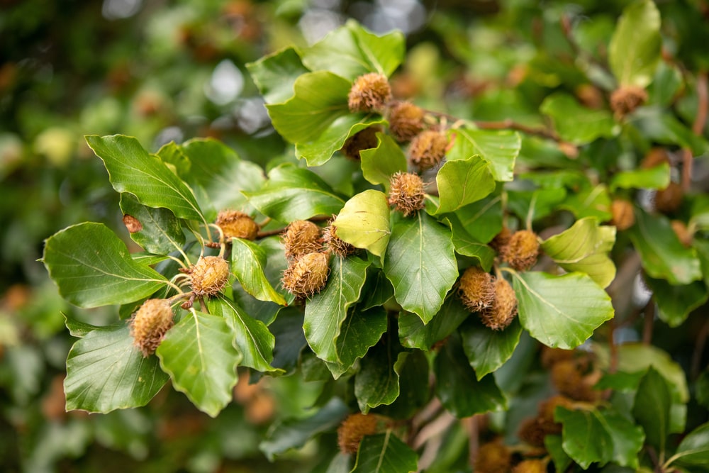 weeping beech